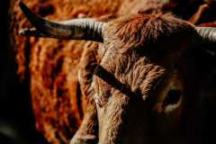 IMG-20250325-WA0017