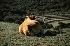IMG-20250325-WA0020